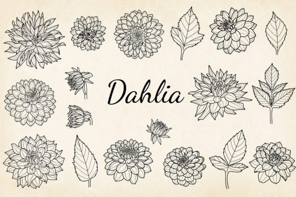 Fine Line Dahlia Illustration for Embroidery