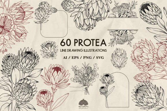 Protea Flowers Line Drawing Graphics